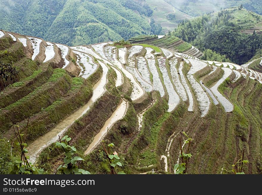 Terraced rice fields in Guilin, Longshan