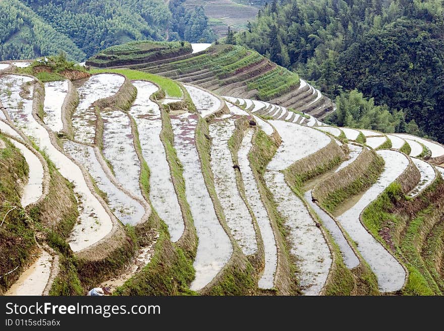 Terraced rice fields in Guilin, Longshan