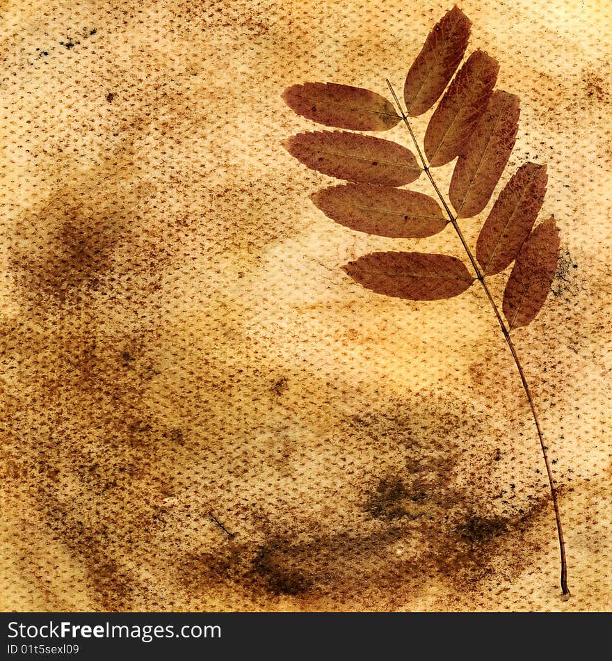 Vintage floral background. Dry leaves of a plant on the old stained grungy paper