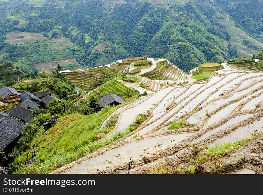 Terraced Rice Fields In Guilin, Longshan