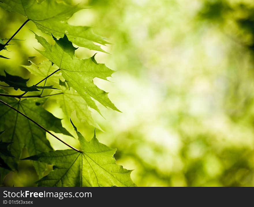 Green leaves background with sunlight