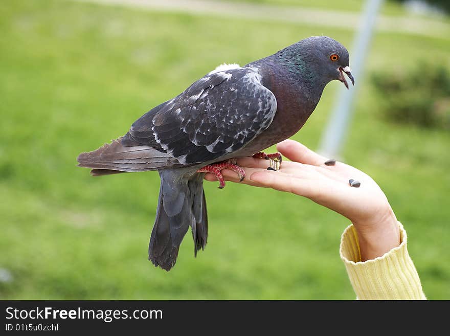 Single grey town pigeon on hand