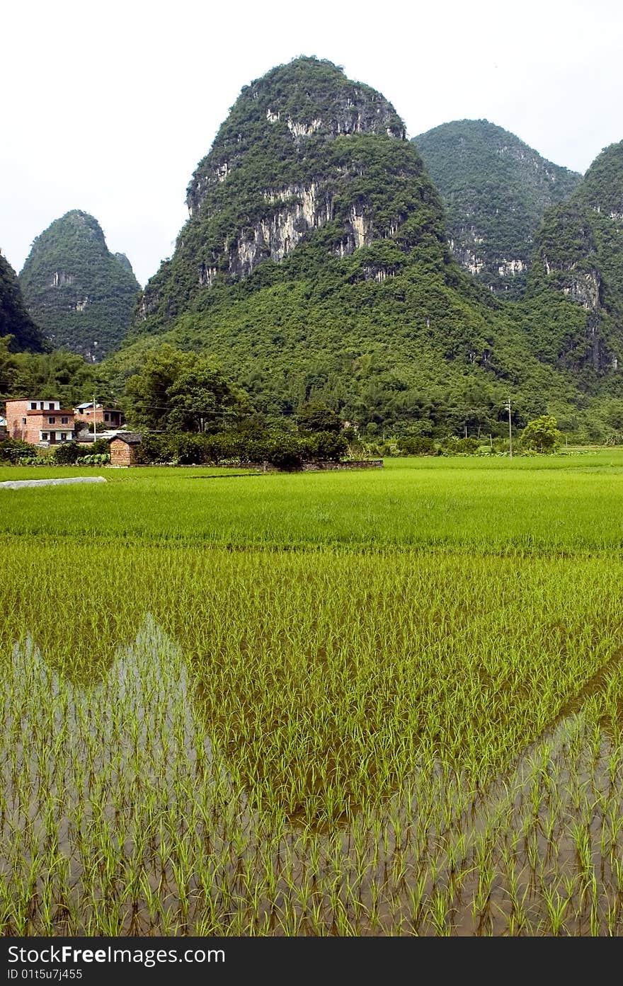 Rice fields in China, Guilin city, Yangshou town - small villages surrounded by green rice fields and hills. Beautiful scenery of Guilin. Rice fields in China, Guilin city, Yangshou town - small villages surrounded by green rice fields and hills. Beautiful scenery of Guilin.