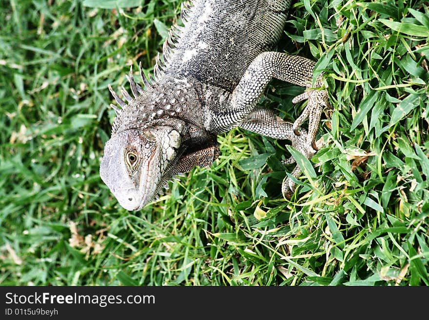 Portrait of a grey iguana standing on the grass