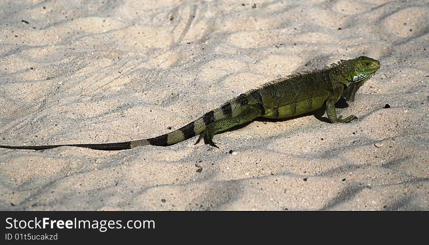 Green iguana fuges over the sand to the desert. Green iguana fuges over the sand to the desert.