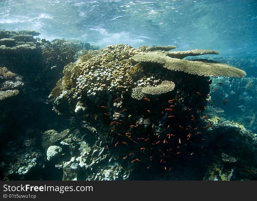 Ocean,coral and fish taken in the red sea.