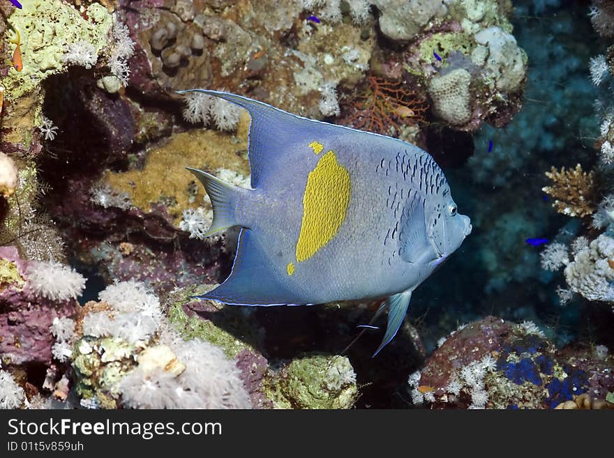 Yellowbar angelfish