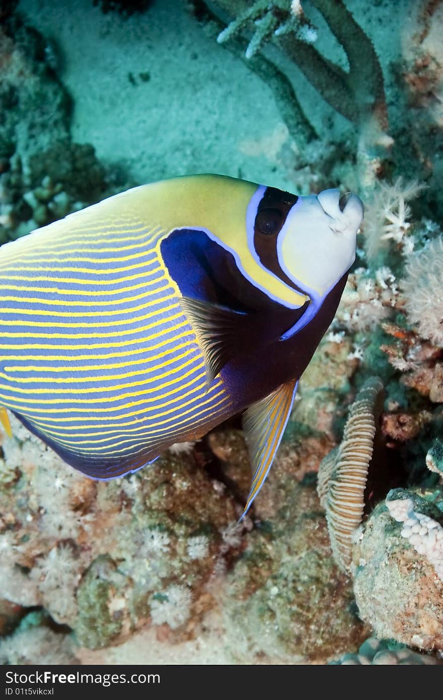 Emperor angelfish