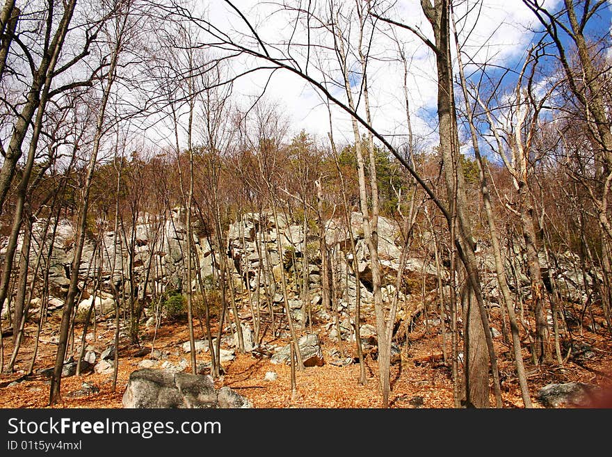 Trees on the mountaintop in winter. Trees on the mountaintop in winter