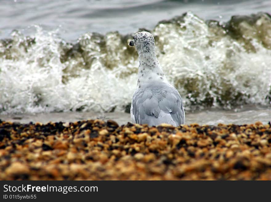 Seagull