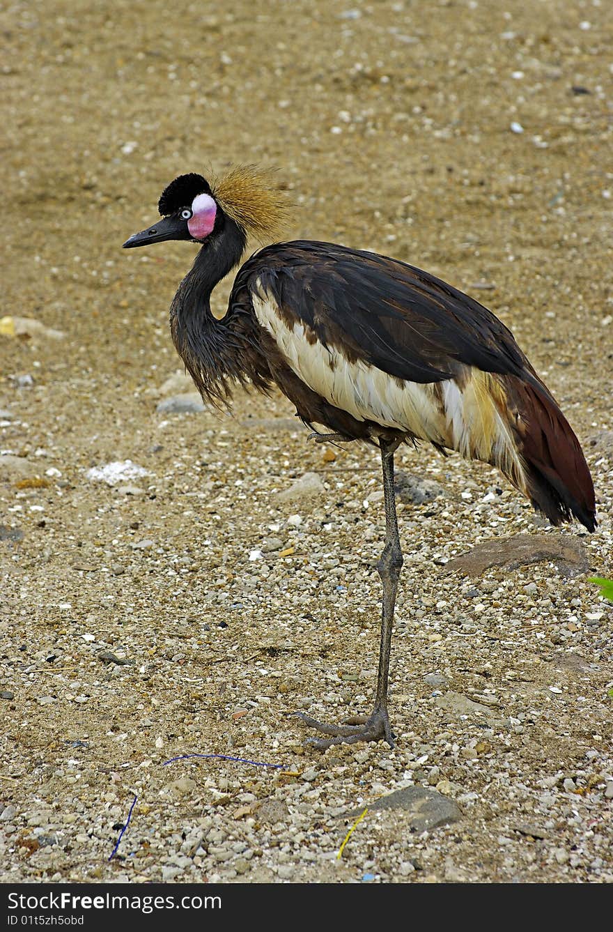 A royal crane photographed in west Africa. A royal crane photographed in west Africa.