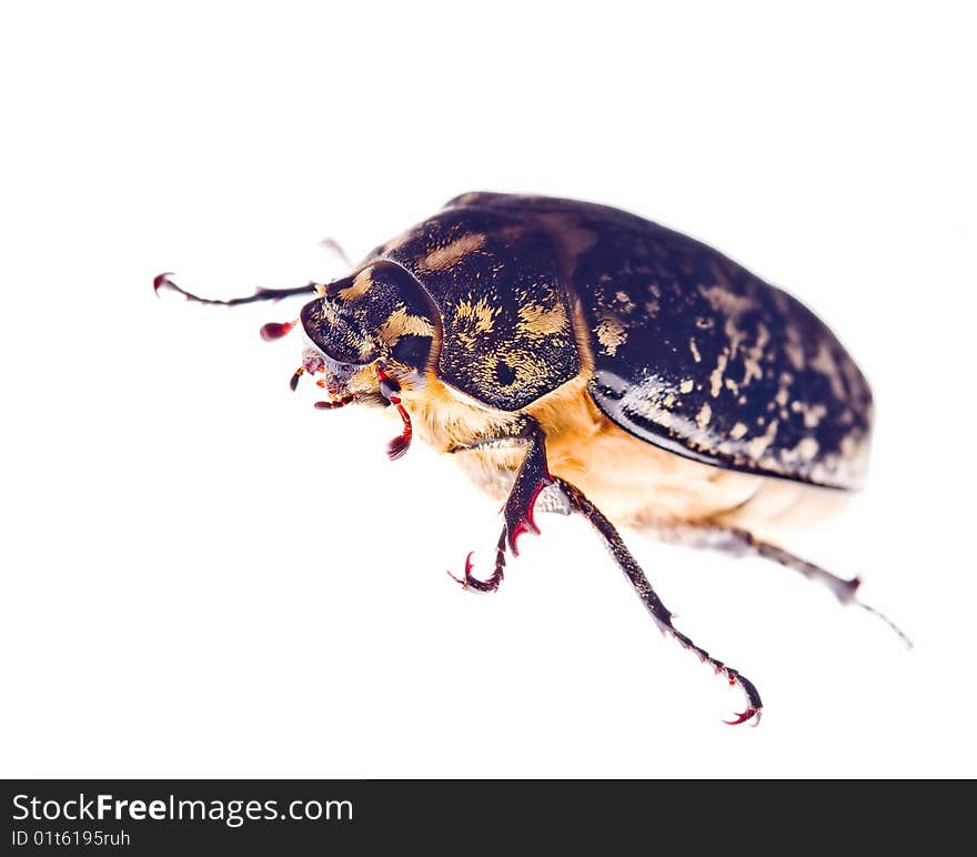 Maybeetle