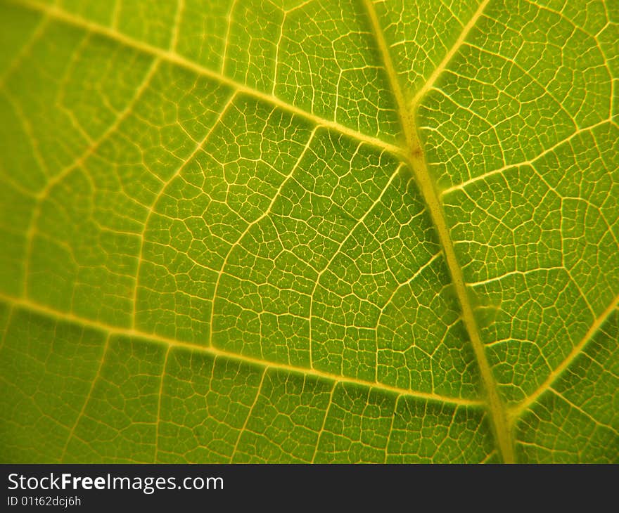 A detailed veins shot from a green leaf. A detailed veins shot from a green leaf.