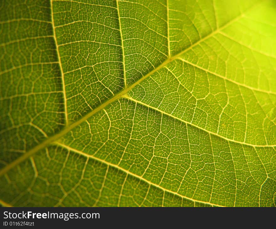 Shadows and light touching a green leaf closeup. Shadows and light touching a green leaf closeup.