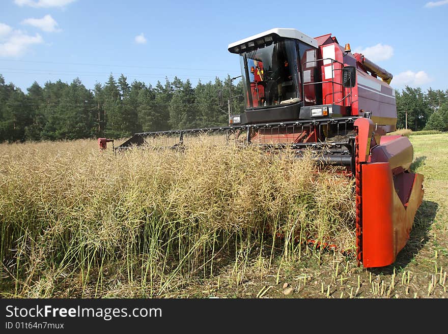 Machine harvesting Rape in summer. Machine harvesting Rape in summer