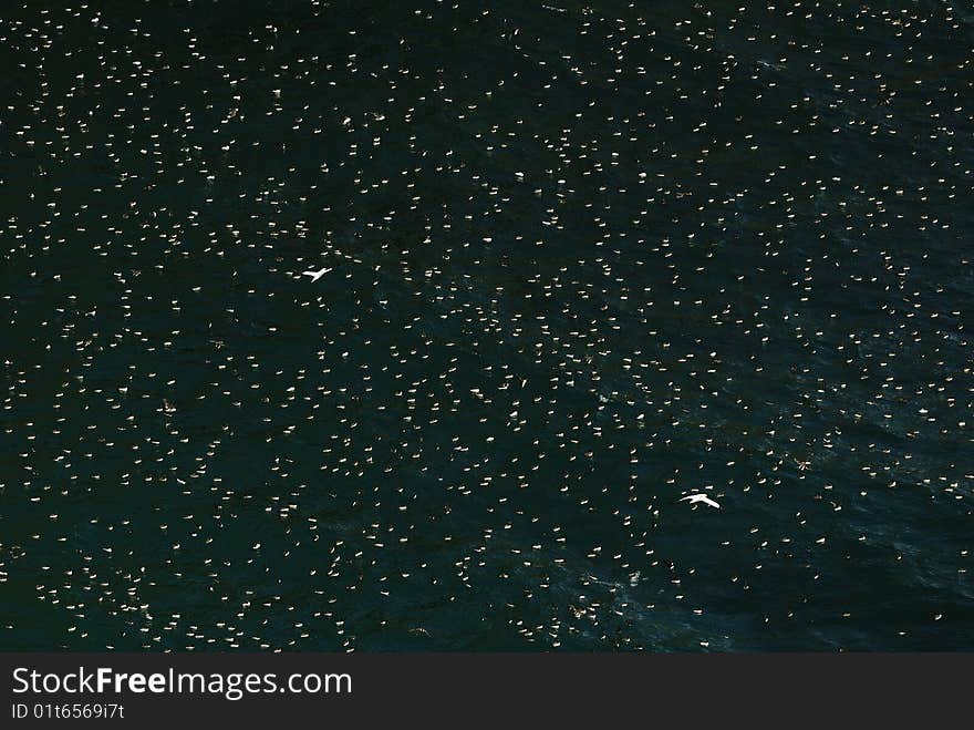 Thick-billed Murres Fill The Sky