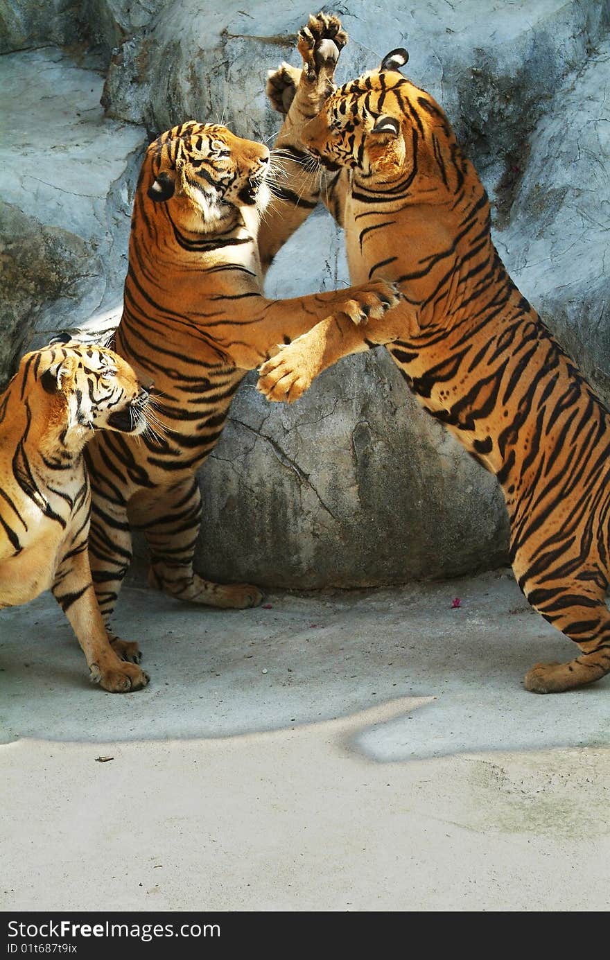 Three tigers