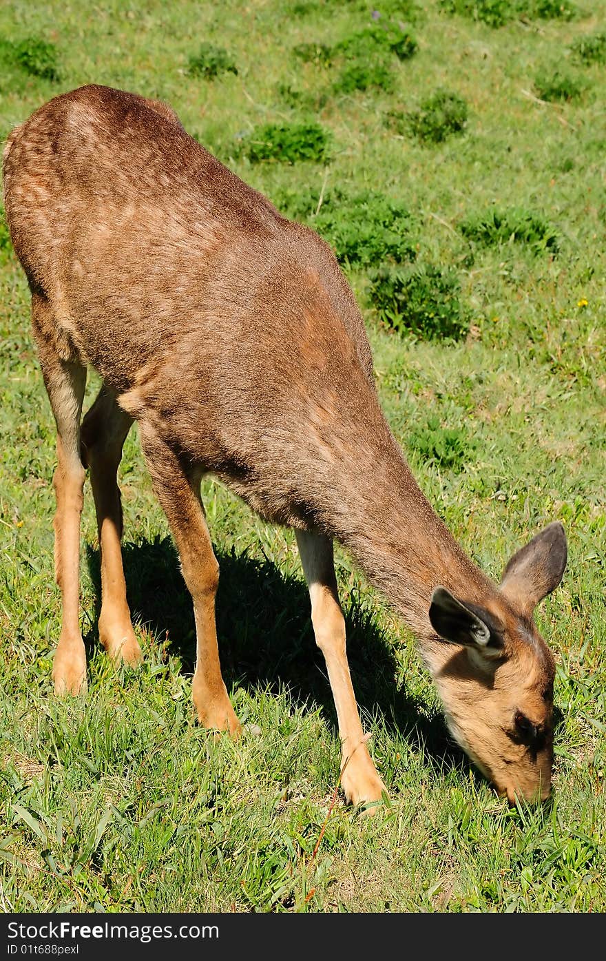 American black tail deer feeding on grass. American black tail deer feeding on grass