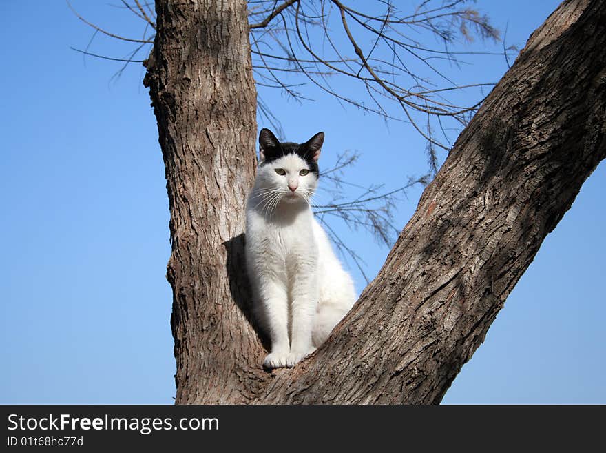 White cat on a tree, Tel-Aviv, Israel