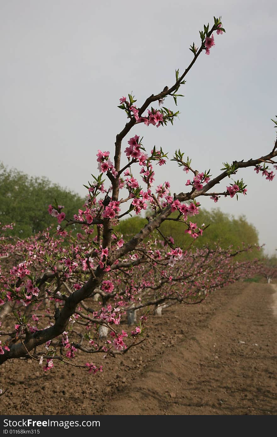 A branch of peach blossom in spring