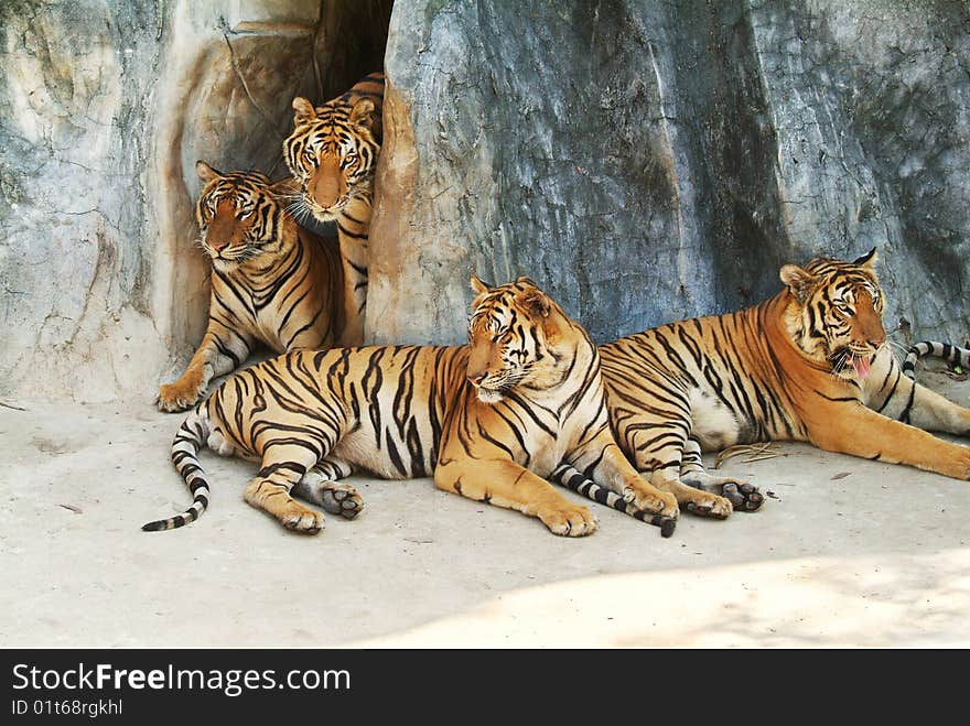 Four tigers resting at the bottom of a cliff. Four tigers resting at the bottom of a cliff