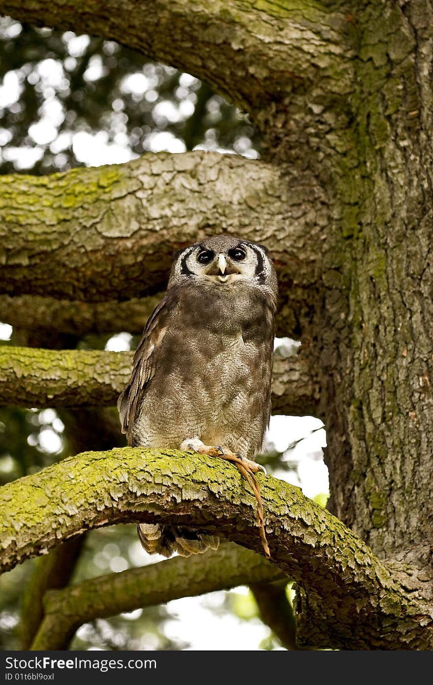 Owl On A Tree