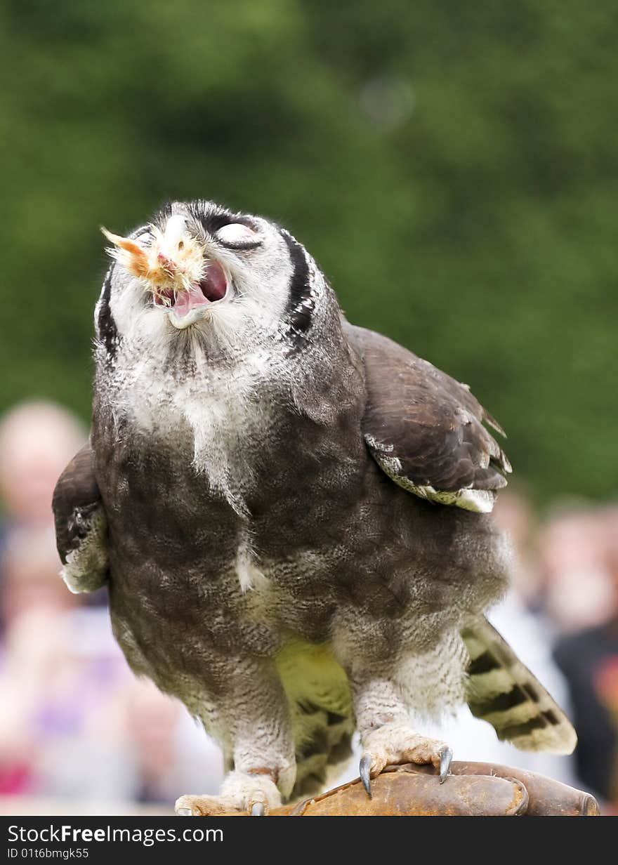 Owl on a bird show