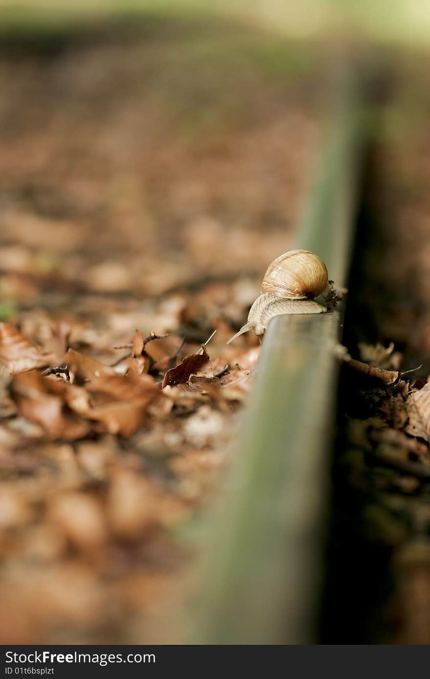 Snail On Rail