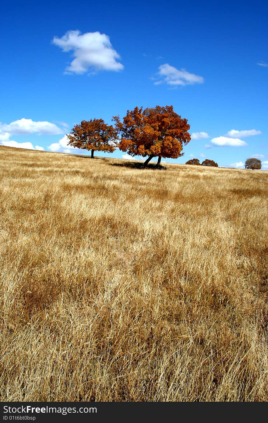 A light van's track on the vast grassland, extend to distance. A light van's track on the vast grassland, extend to distance