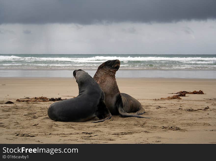 Seals on the beach of New Zeland. Seals on the beach of New Zeland