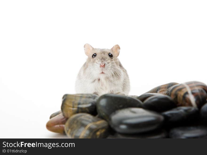 Hamster pebble