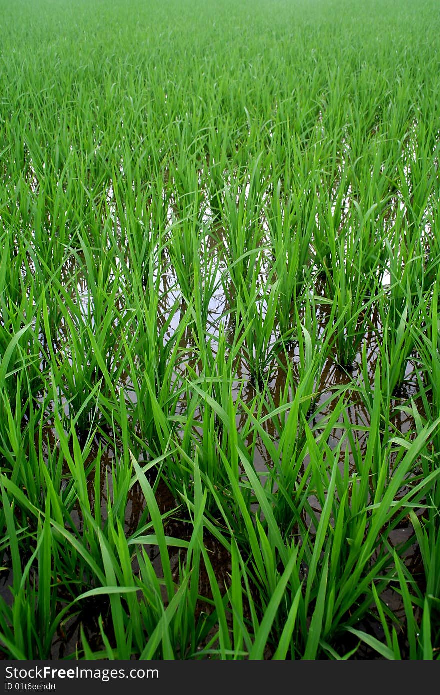 Green rice field