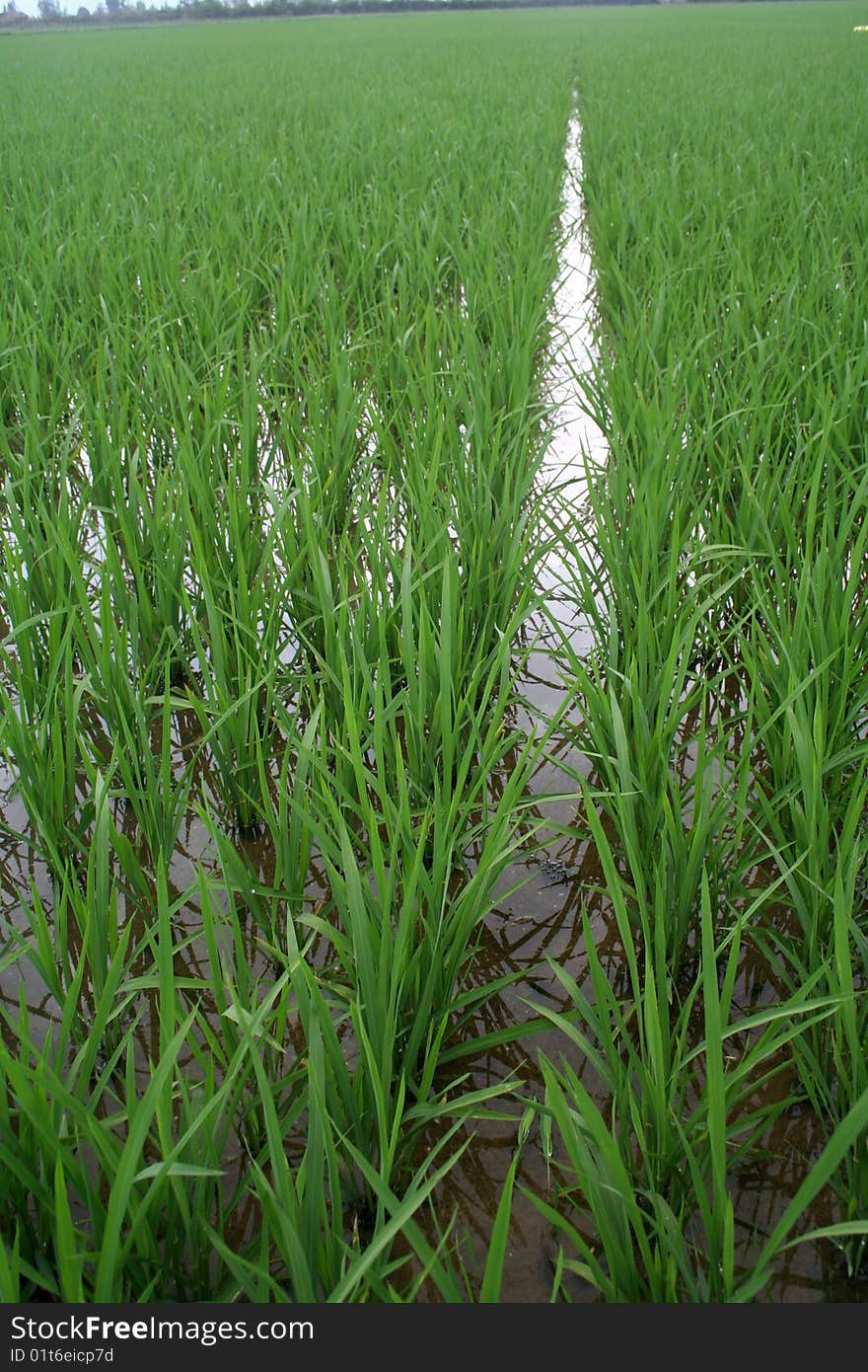 Traditonal asian tropical rice field. Traditonal asian tropical rice field