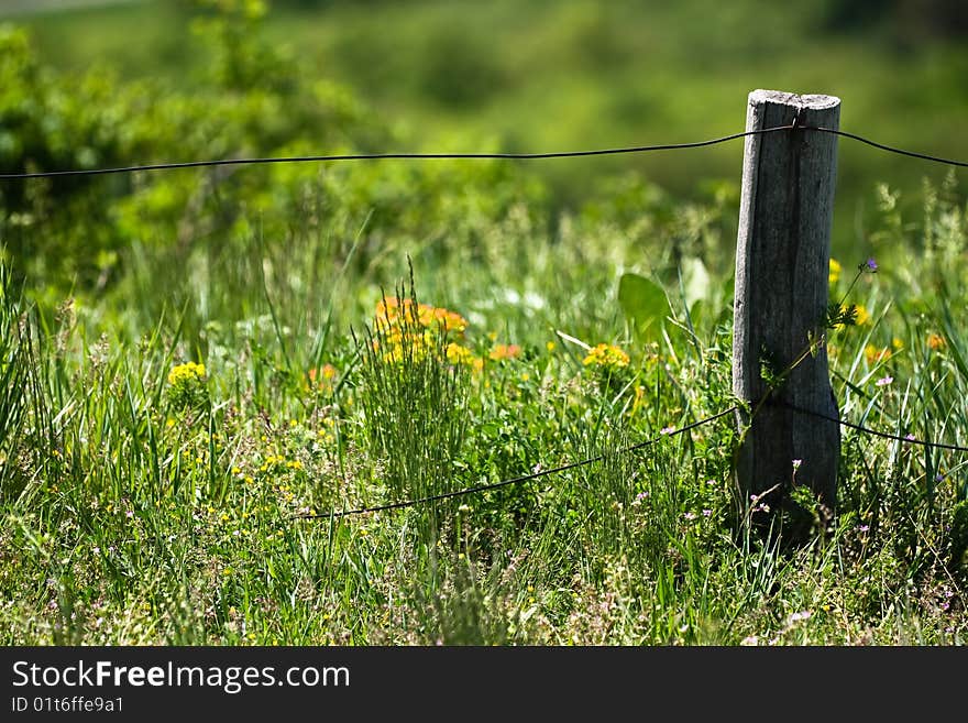 Wooden Stick In Flower Field