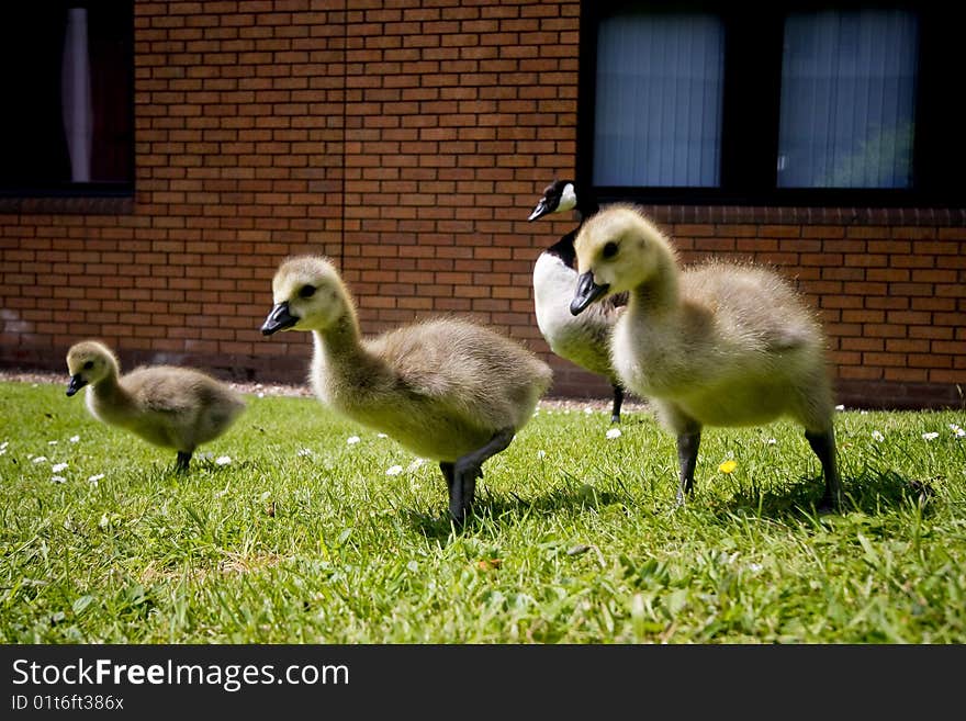 Three wild geese in the city. Three wild geese in the city