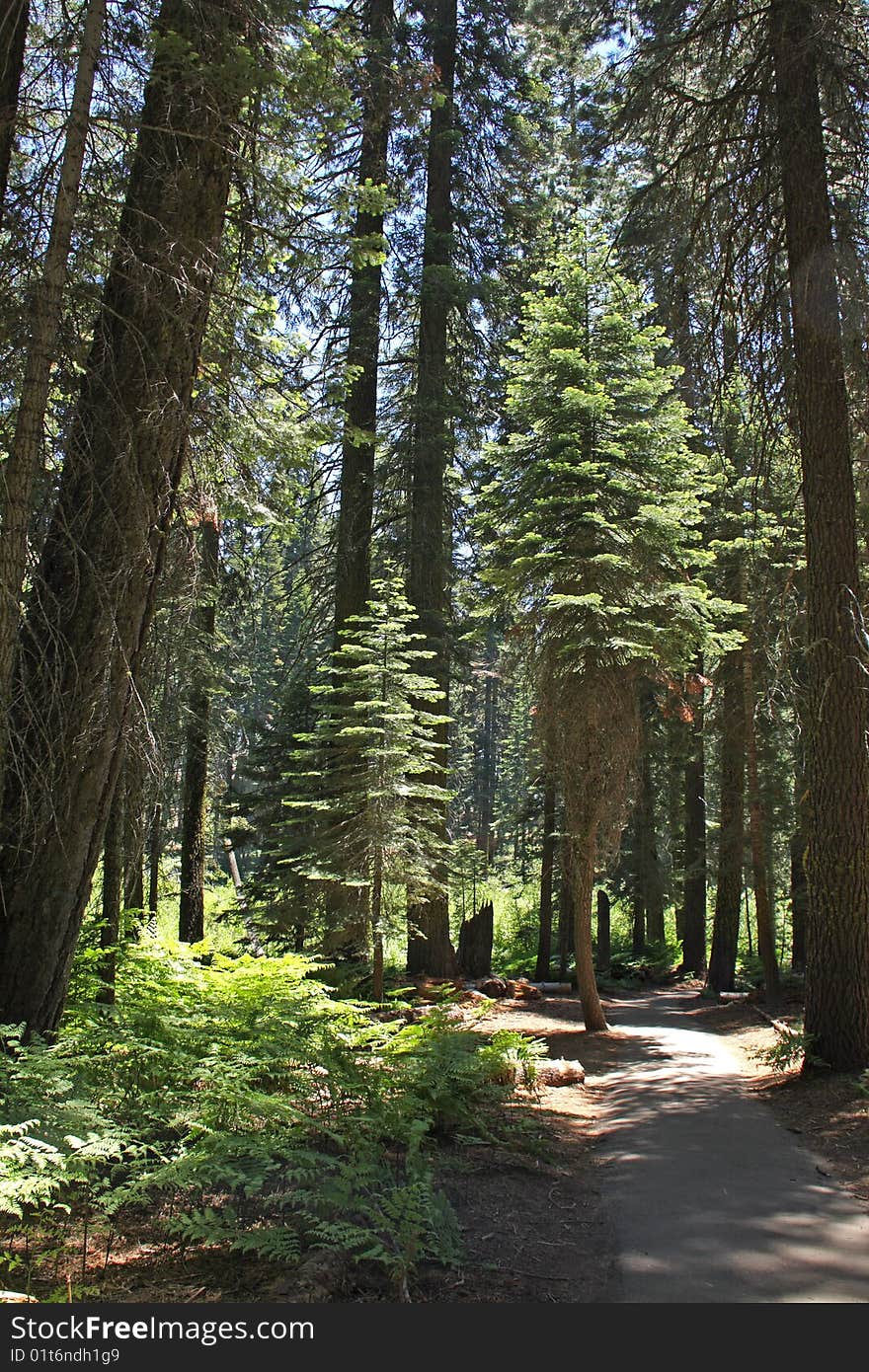 National Sequoia Park Trees