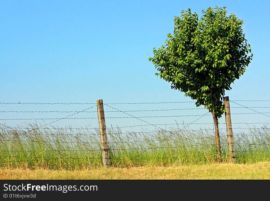 Lonely tree under the barbed wire