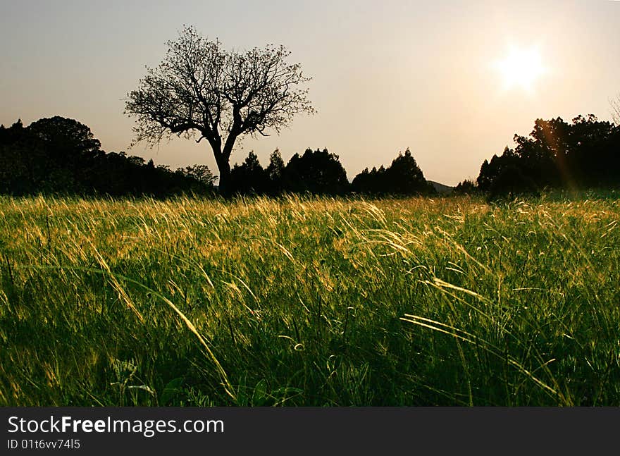 Tree on a field  in the sunset. Tree on a field  in the sunset