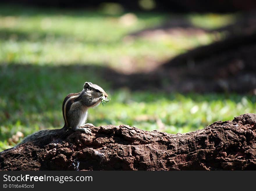 Indian Palm Squirrel