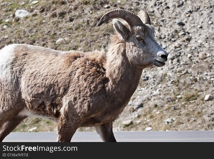 Bighorn Sheep in Banff National Park, Alberta, Canada