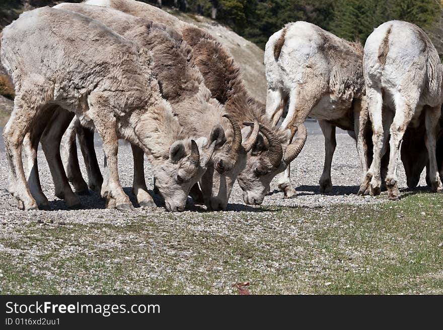 Bighorn Sheep in Banff National Park, Alberta, Canada