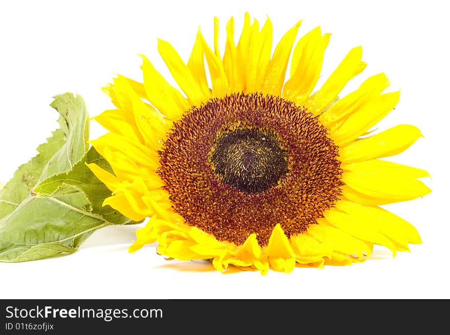 Single sunflower isolated on white background