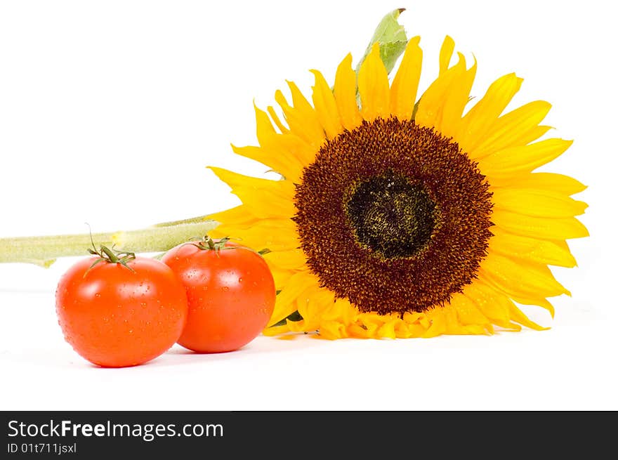 Big sunflower and fresh tomatoes