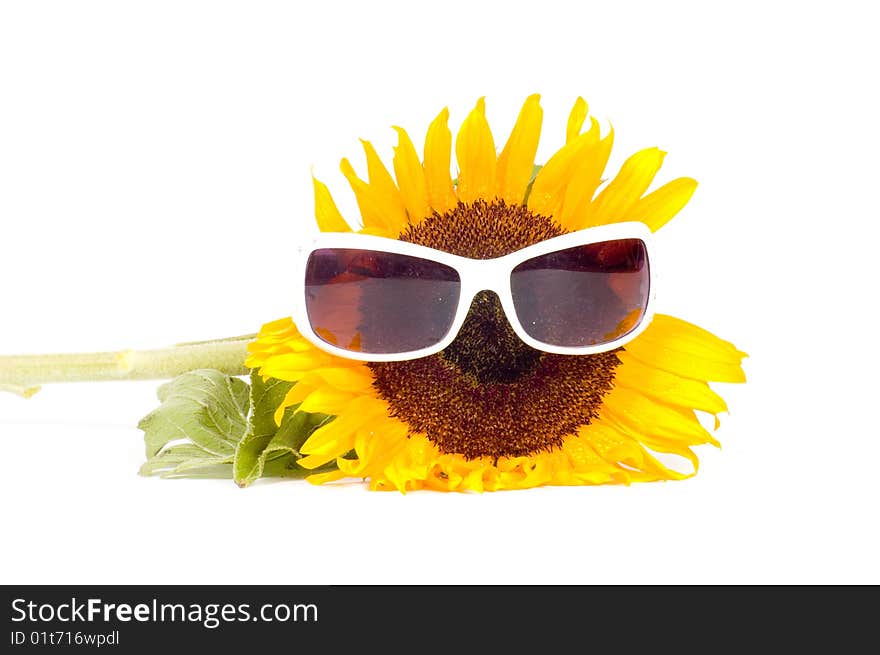 Sunflower wearing sunglasses isolated on a white background