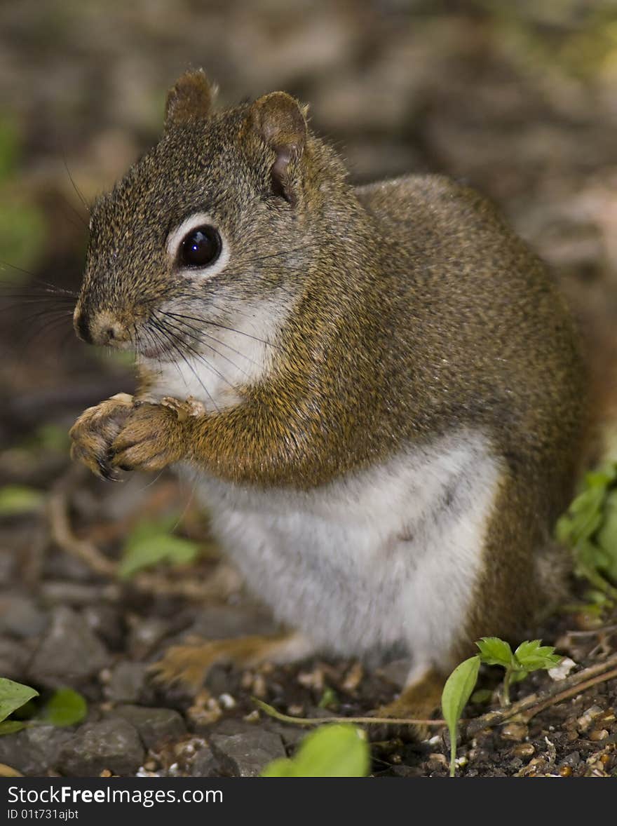 Red squirrel eating