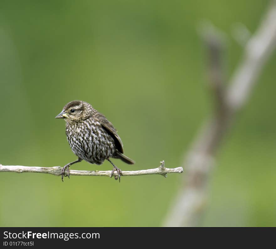 Red winged blackbird female left