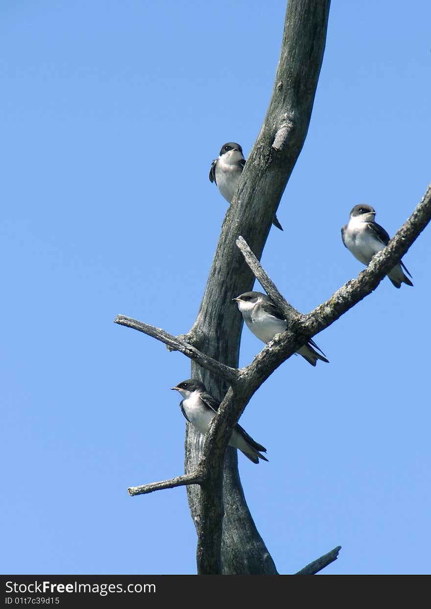 Tree swallow group