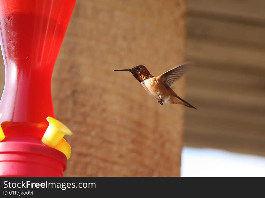 Hummingbird at the feeder