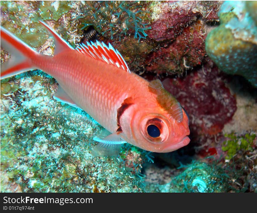 A brilliant red soldier fish looks unhappy with the isopod parasite fixed to his head! The parasite lives with the fish for the rest of its life but causes no harm. A brilliant red soldier fish looks unhappy with the isopod parasite fixed to his head! The parasite lives with the fish for the rest of its life but causes no harm.