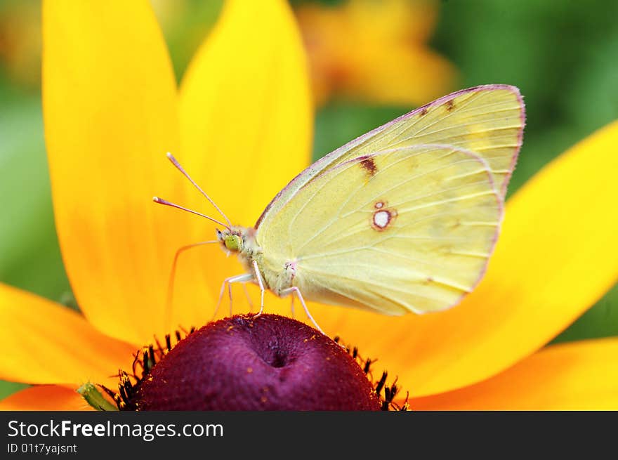 Butterfly feeding on the flowers